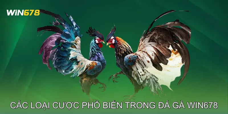 Các loại cược phổ biến trong Đá gà Win678