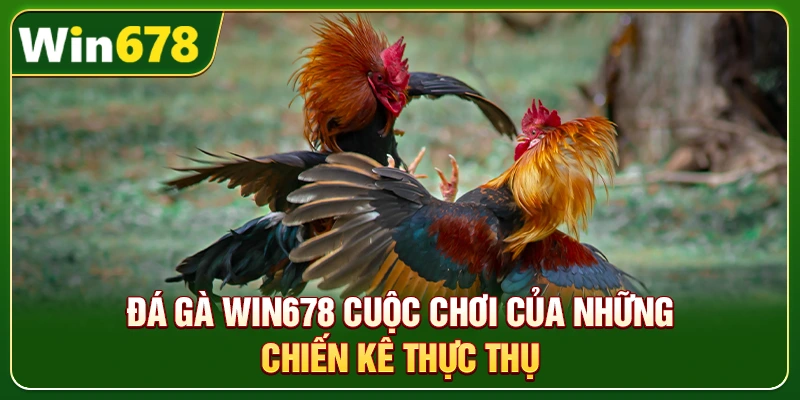 WIN678 | Link WIN678.Com Chuẩn T8/2026 – Nạp Tiền Nhận 678k 8 Đá gà Win678 cuộc chơi của những chiến kê thực thụ