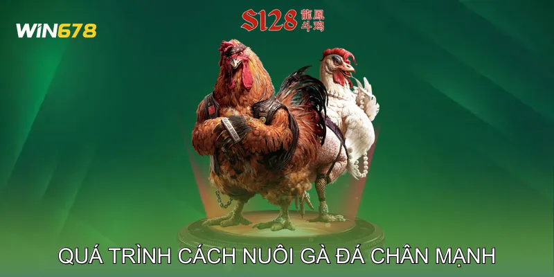 Cách Nuôi Gà Đá Chân Mạnh Vượt Trội Trong Mọi Trận Đấu 3 Quá Trình Cách Nuôi Gà Đá Chân Mạnh